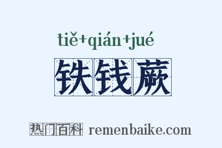 铁钱蕨是什么意思的图片